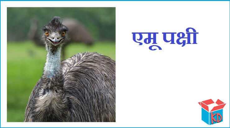 एमू पक्षी की रोचक जानकारी Emu Bird In Hindi - Knowledge Dabba