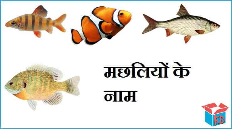 रोचक मछलियों के नाम हिंदी में Fish Names In Hindi - Knowledge Dabba