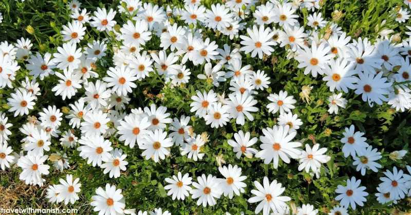 फूलों के रंग "फन कैसल" के संग  Fun Castle, Ranchi