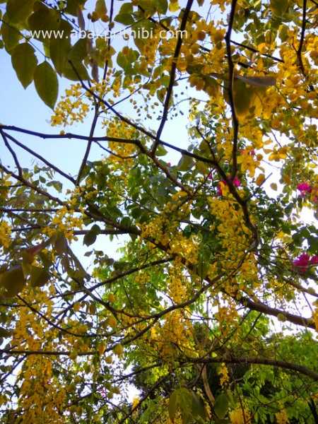 অমলতাস ফুল (Golden Shower Tree)