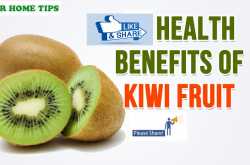 à¤à¤¿à¤µà¥ à¤«à¤² à¤à¥ à¤«à¤¾à¤¯à¤¦à¥,Health Benefits Of Kiwi Fruits In Hindi,