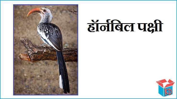 हॉर्नबिल पक्षी की रोचक जानकारी Hornbill Bird In Hindi - Knowledge Dabba