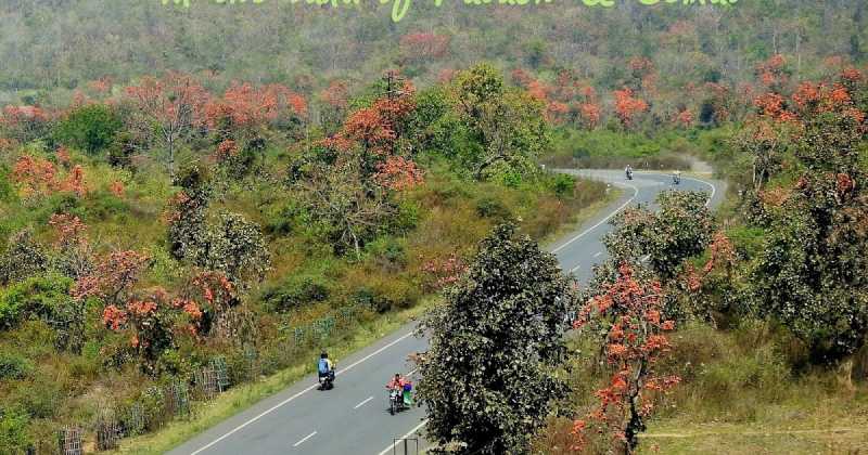 दहकते पलाश और खिलते  सेमल के देश में In The Land Of Palash & Semal