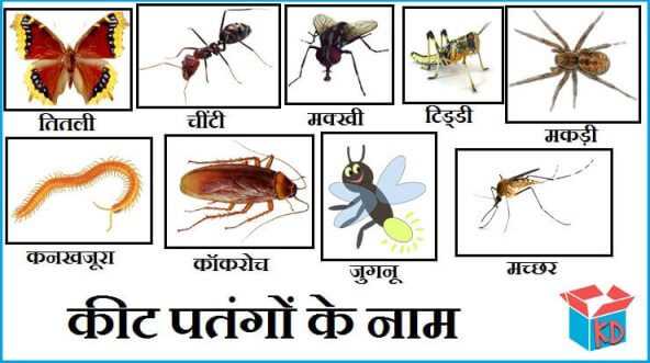 प्रसिद्ध कीट पतंगों के नाम Insects Name In Hindi - Knowledge Dabba