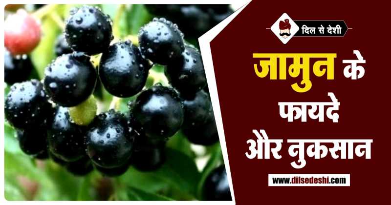 जामुन खाने के फायदे और नुकसान | Jamun Ke Fayade Aur Nuksan In Hindi