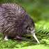 कीवी एक उड़ानहीन पक्षी Kiwi Bird Facts And Kiwi In Hindi