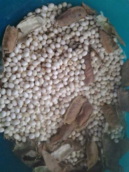 அதிமதுரம் Liquorice