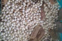 அதிமதுரம் Liquorice