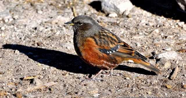  Long Telephoto Lenses On A Budget