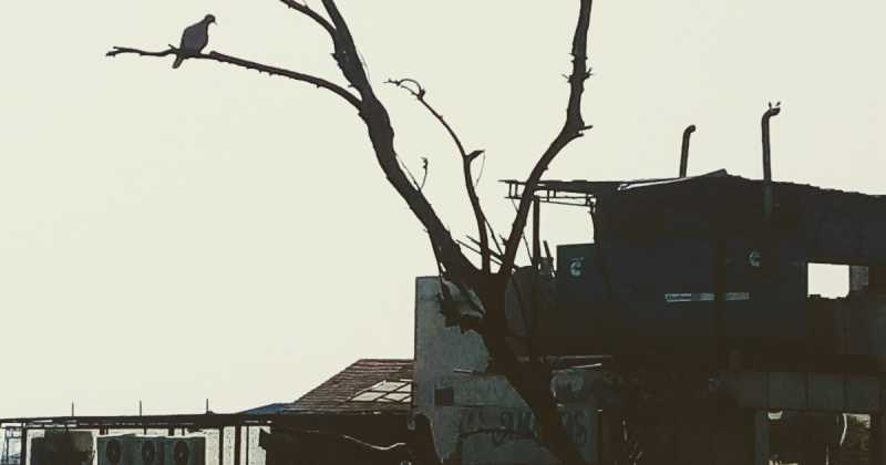  #MeeToo  मी टू सैलाब ( वर्ण पिरामिड ) 