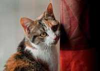 मेरी पालतू बिल्ली My Pet Cat