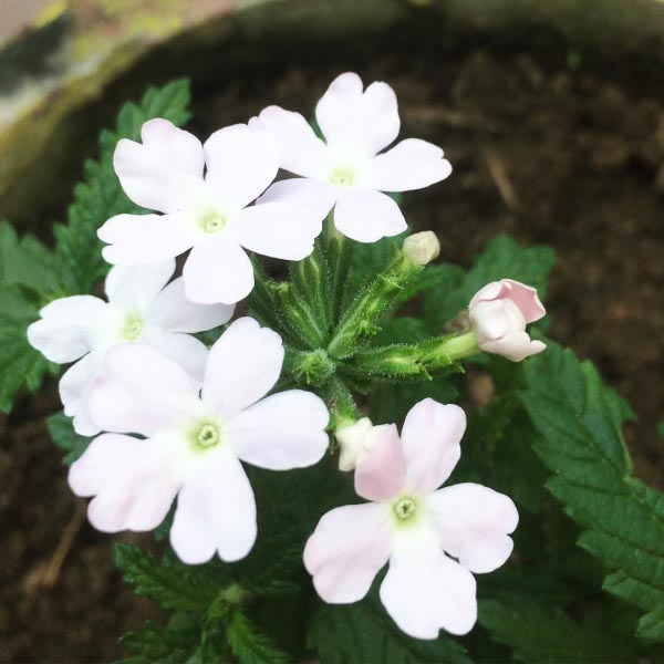 “Nature’s First Green Is Gold, Her Hardest Hue To Hold. Her Early Leaf’s A Flower; But Only So An Hour. Then Leaf Subsides To Leaf. So Eden Sank To Grief, So Dawn Goes Down To Day. Nothing Gold Can Stay.” -Robert Frost #instapic #instagood #instaflower #nature #photography #nofilter #instalike #instadaily #bestoftheday #flowers #iphoneonly #follow #photooftheday #igers