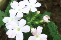 “Nature’s first green is gold, Her hardest hue to hold. Her early leaf’s a flower; But only so an hour. Then leaf subsides to leaf. So Eden sank to grief, So dawn goes down to day. Nothing gold can stay.” -Robert Frost #instapic #instagood #instaflower #nature #photography #nofilter #instalike #instadaily #bestoftheday #flowers #iphoneonly #follow #photooftheday #igers