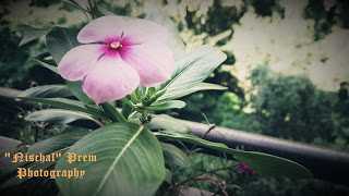  Nischal Prem Photography - Nature Photography