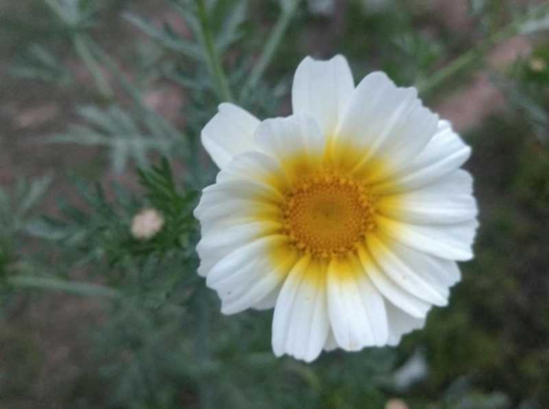 (O)rdinary #AtoZChallenge | Expressions!