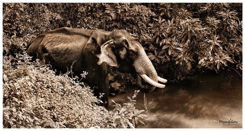 ആന ~ Photography | ഫോട്ടോഗ്രാഫി