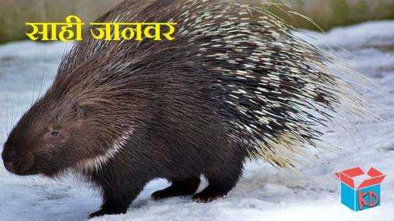 साही जानवर के रोचक तथ्य Porcupine Animal In Hindi - Knowledge Dabba