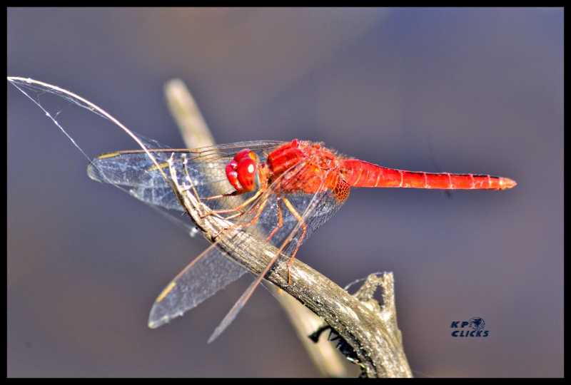 Scarlet Dragonfly