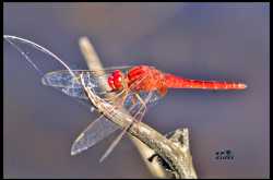  scarlet dragonfly