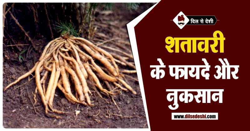 शतावरी के फायदे और नुकसान | Shatavari Ke Fayde Aur Nuksan