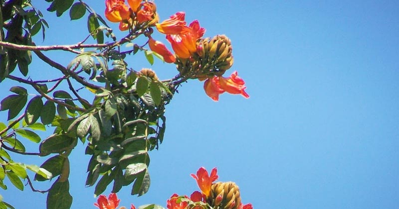 पिचकारी - Spathodea Campanulata