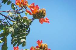 पिचकारी - spathodea campanulata