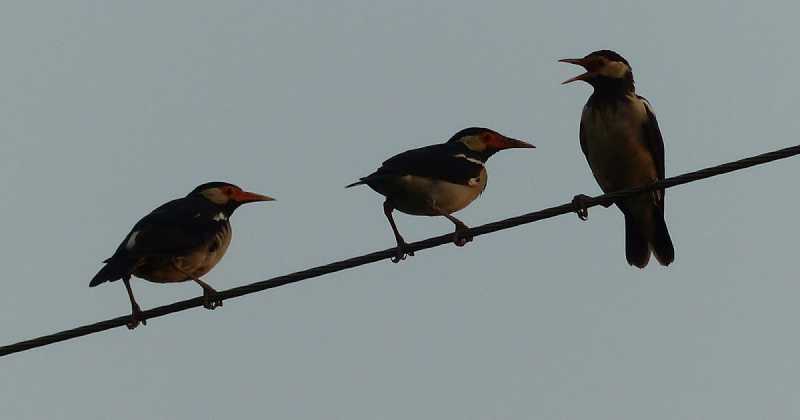 ( THREE ) THIRSTY  BIRDS - #SAVE WATER 