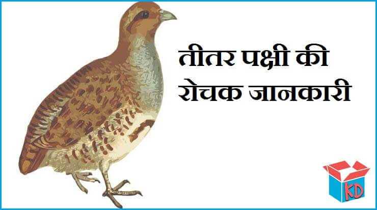तीतर पक्षी की रोचक जानकारी Teetar Bird Information In Hindi - Knowledge Dabba