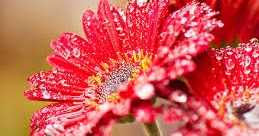 অপেক্ষা (The Wait)