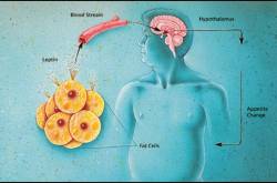 \"The weight of our nation : India\" series part 8  (Thrifty gene)