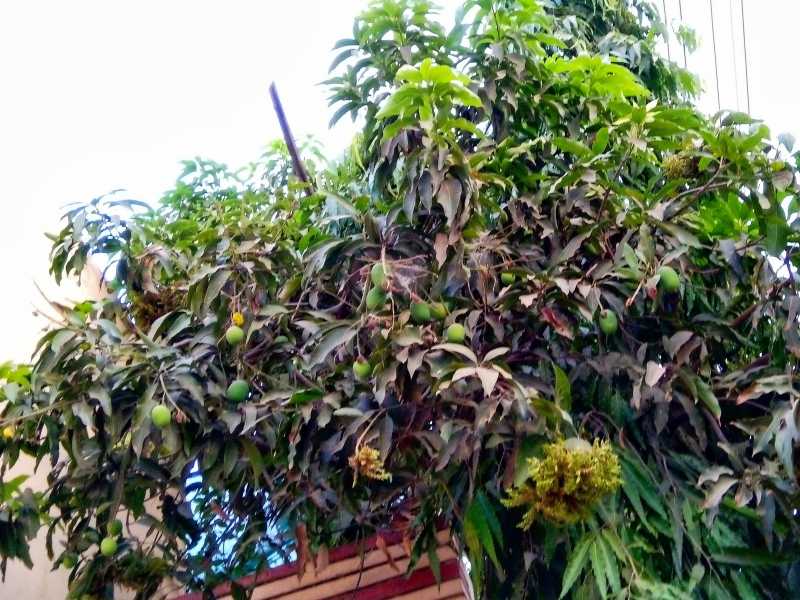 #TheLuciousSeason #melons #tendercoconut