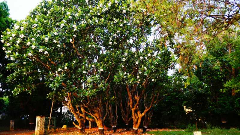 #ThursdayTreeLove- KanthChampa