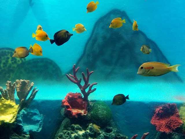    Top 5 Exotic Aquariums In India