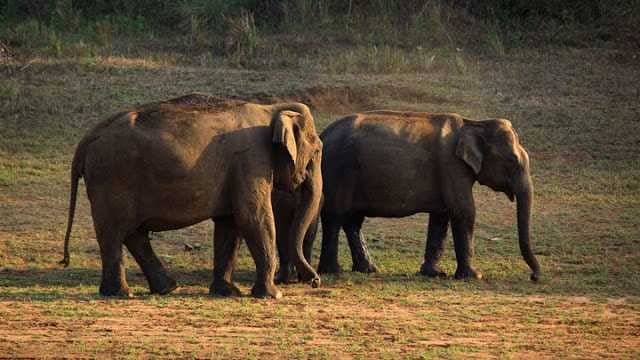     Top 5 Must Visit Wild Life Sanctuaries Located In India 