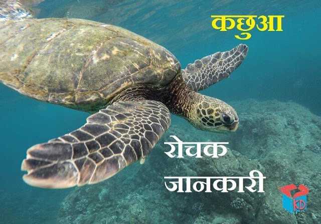 कछुआ के बारे में जानकारी Tortoise Information In Hindi 