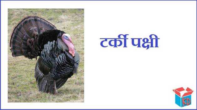 टर्की पक्षी की रोचक जानकारी Turkey Bird In Hindi - Knowledge Dabba