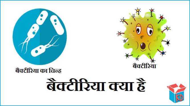 बैक्टीरिया क्या है व खोज What Is Bacteria In Hindi - Knowledge Dabba