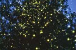 #WhatTheBlack - 5 black things I desire!