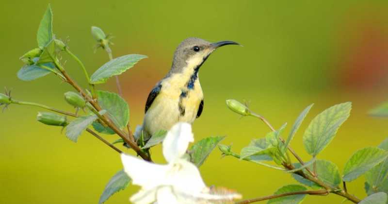  Winged Guests Of Delhi