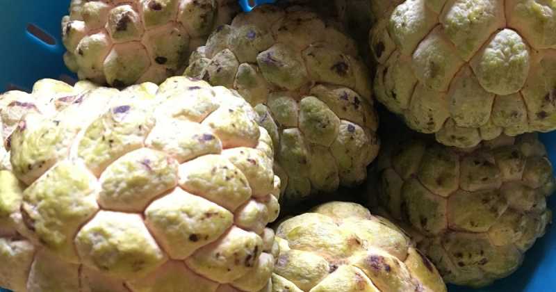 सीताफल ( Custard Apple ) आइस क्रीम 