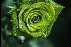 ѕσηg-25 мιηυтєs