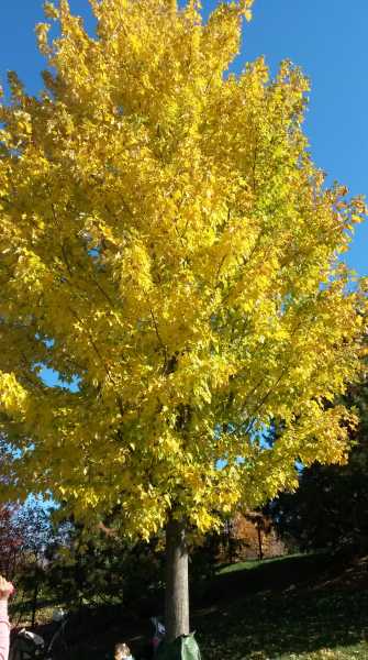 “….had A Great Fall!!” 