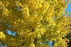 “….had a great Fall!!” 