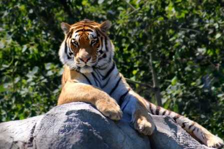 जंगली जानवरों के नाम Top 15 Wild Animals Name In Hindi Or English - Cool Thoughts