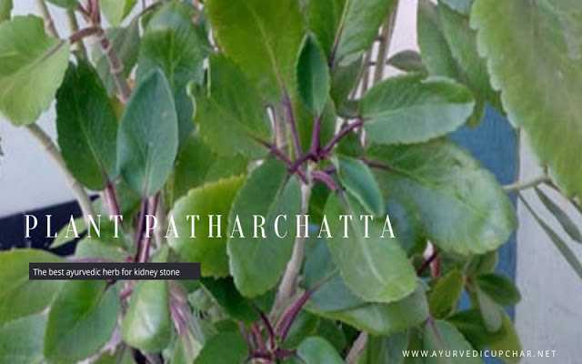 10 Amazing Health Benefits & Uses Of Medicinal Plant Patharchatta