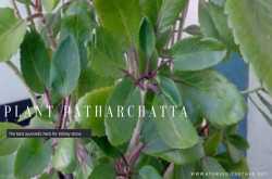 10 Amazing Health Benefits & Uses Of Medicinal Plant Patharchatta