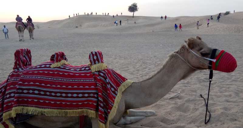 10 Days In Dubai As A Tourist