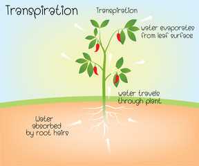 10 Factors Affecting Transpiration | Both Internal And External