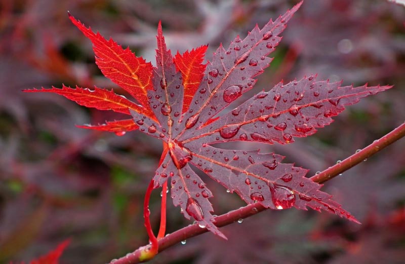 10 Health Benefits Of Drinking Maple Water (Sap)