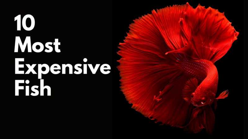 10 Most Expensive Fish In The World | Marketing91